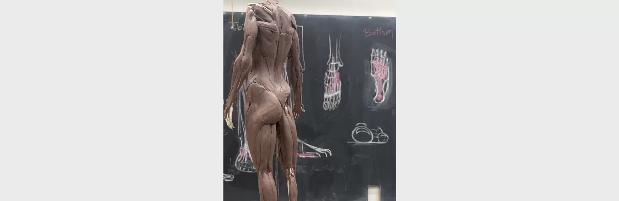 Écorché of the Torso