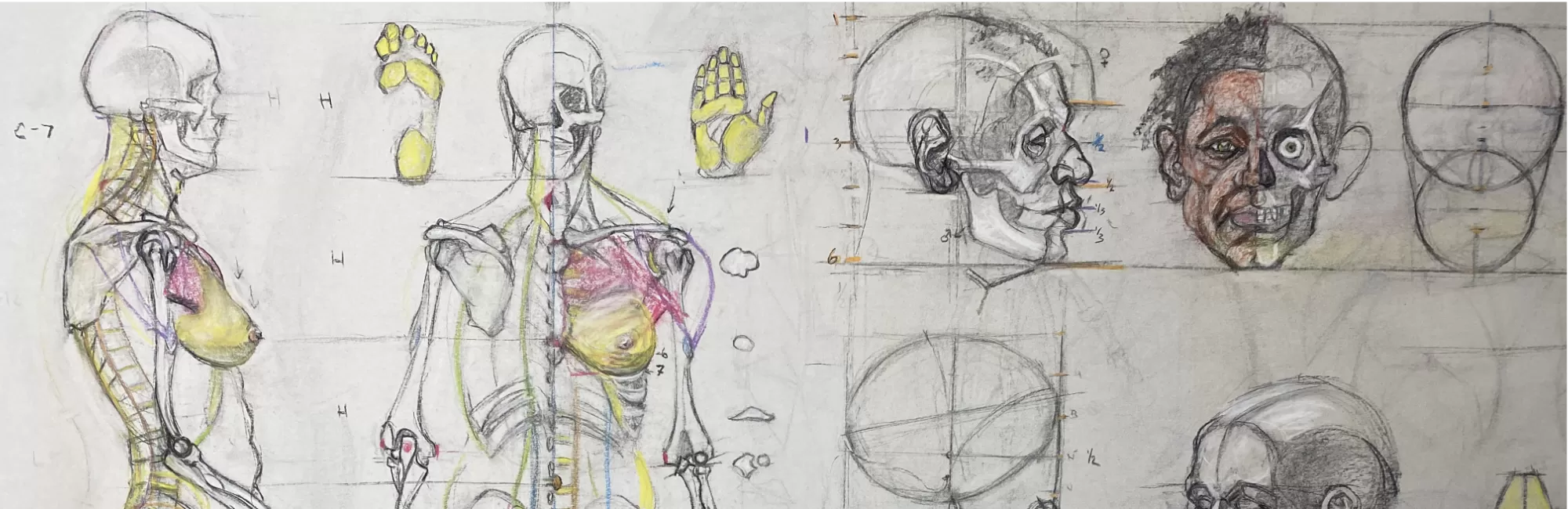 Artistic Anatomy Lecture 1/15