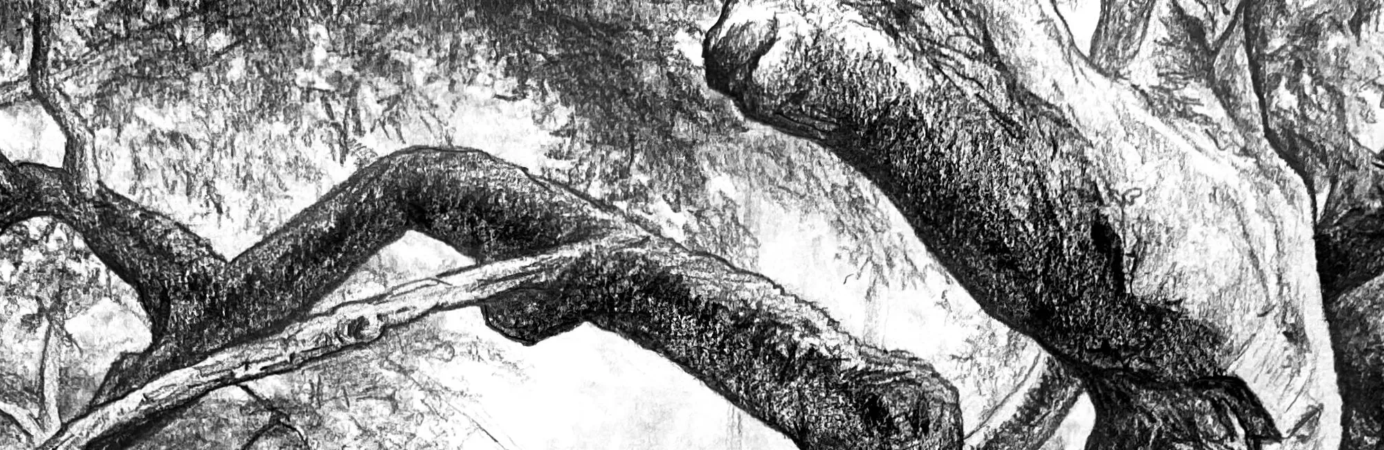 Drawing Trees