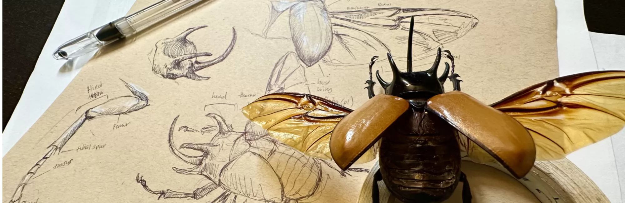 Exploring Insects with Illustration