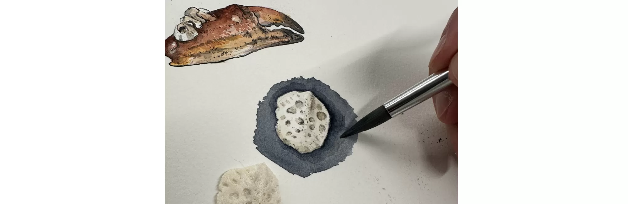 Science Illustration: Watercolor Focus