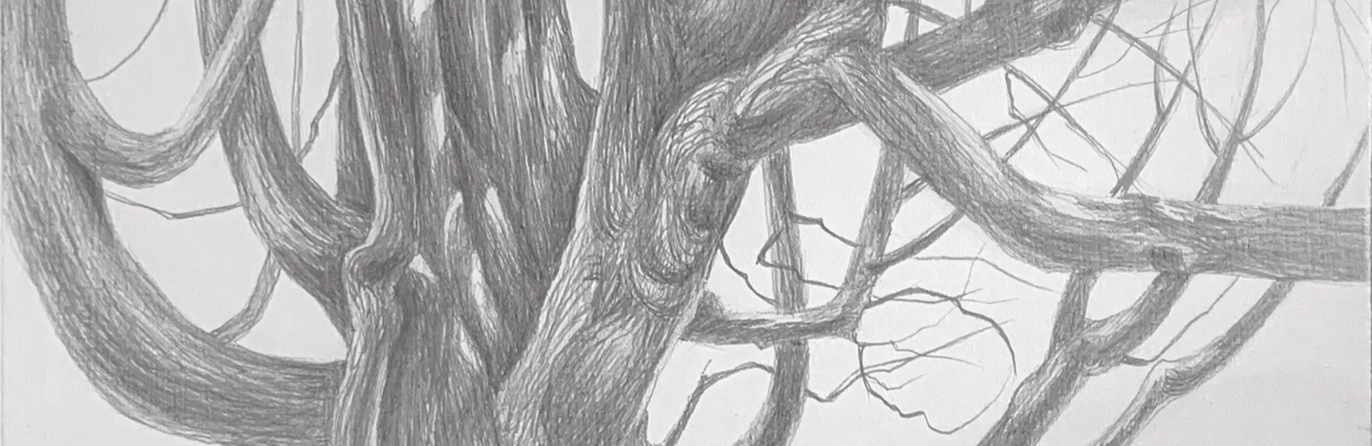 Drawing Trees in Silverpoint