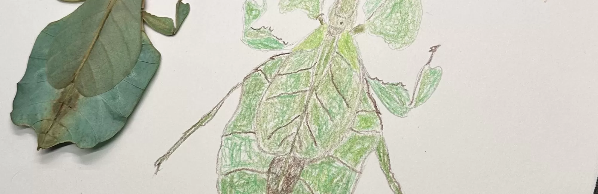 All Ages: Insect Illustration