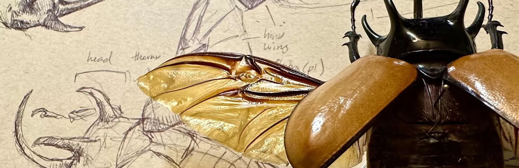 All Ages: Insect Drawing