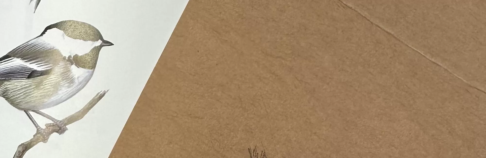 Brush Hour: Drawing Our Bird Friends