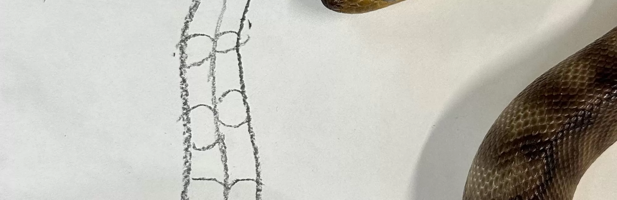 All Ages: Reptile Drawing