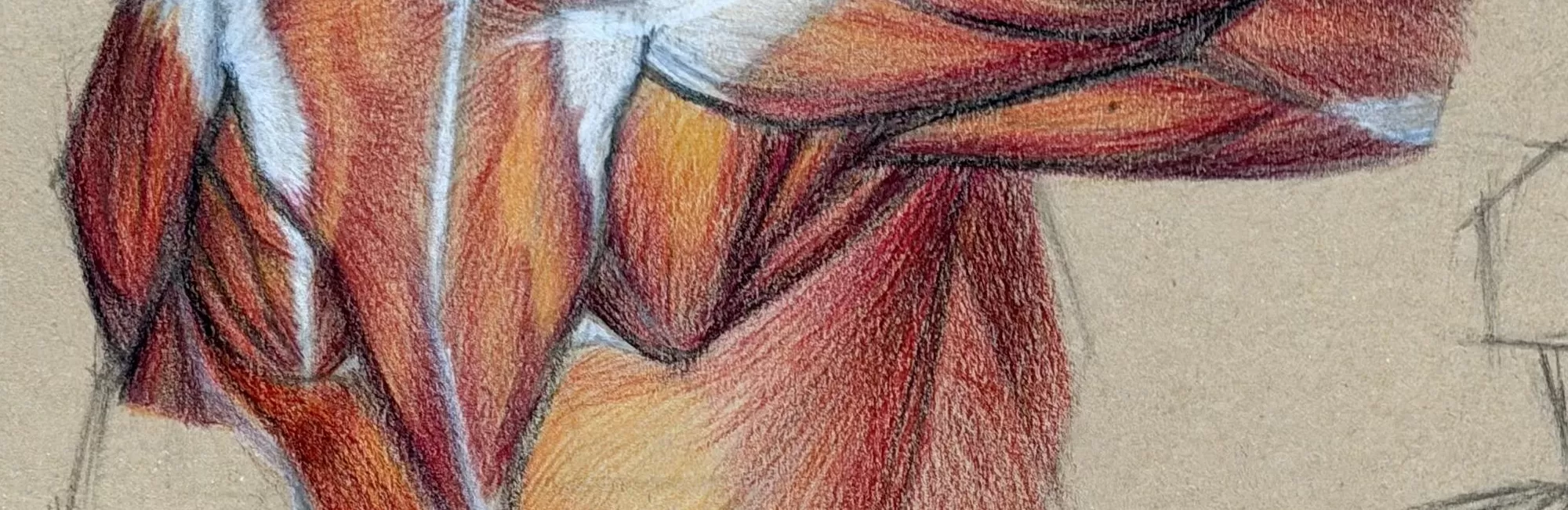 Colored Pencil Drawing: The Muscles of the Back