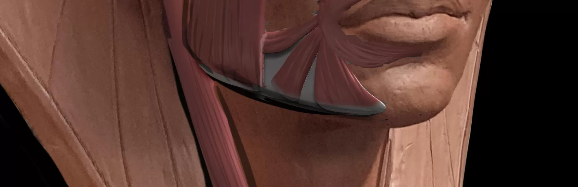 Écorché of the Portrait