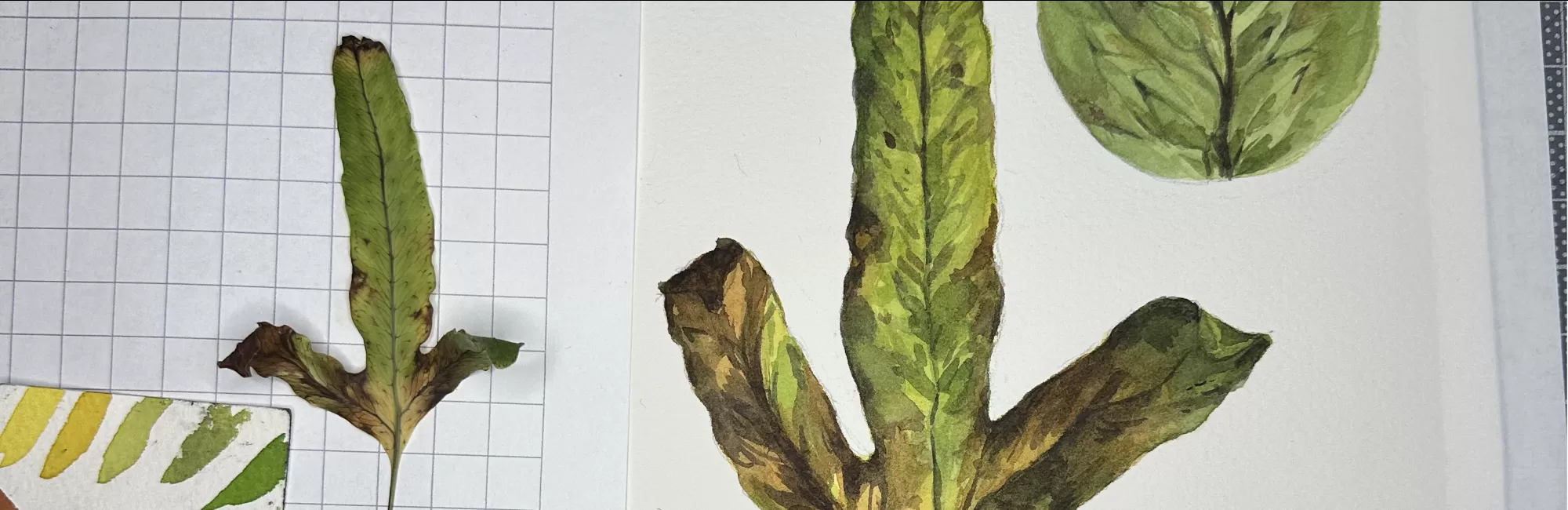 Autumn Botanical Illustration