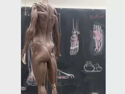 Écorché of the Torso