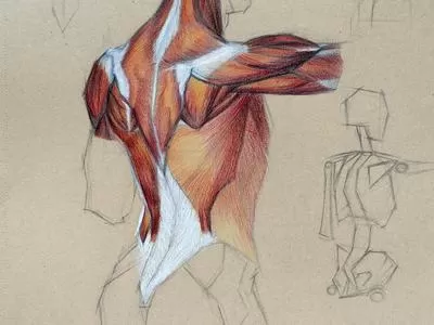 Colored Pencil Drawing: The Muscles of the Back