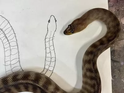 All Ages: Reptile Drawing