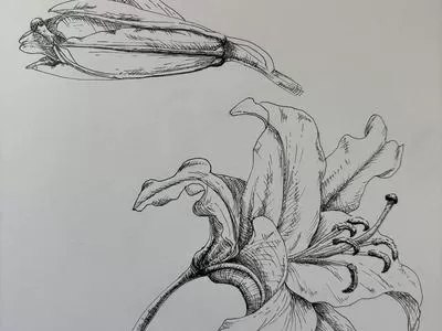 Drawing Wildflowers