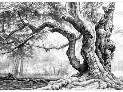 Drawing Trees