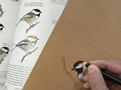 Brush Hour: Drawing Our Bird Friends