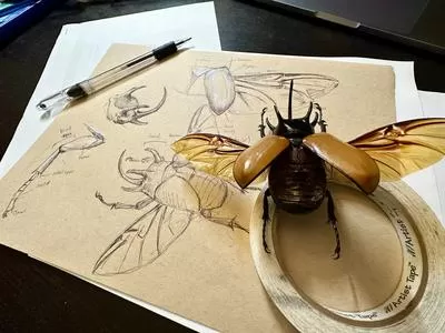 All Ages: Insect Drawing