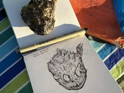 Nature Illustration with Pen & Ink
