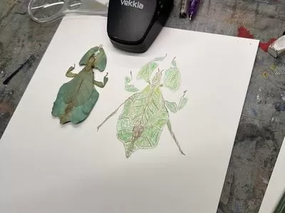 All Ages: Insect Illustration