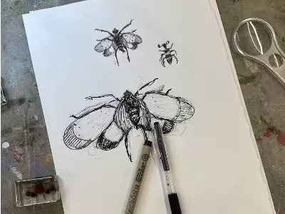Brush Hour: Insect Drawing
