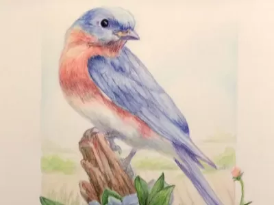 Colored and Watercolor Pencil Techniques