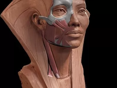 Écorché of the Portrait